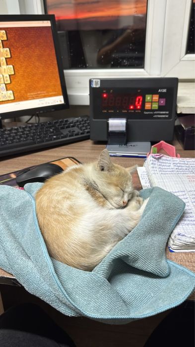Отдам котенка в добрые руки