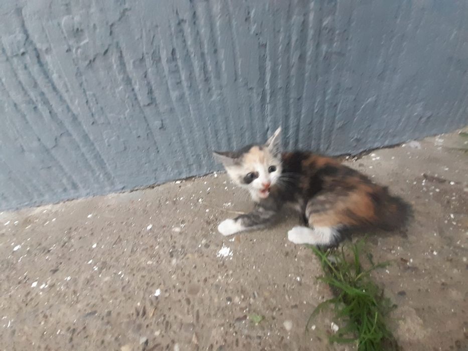 Donez pisici de rasă