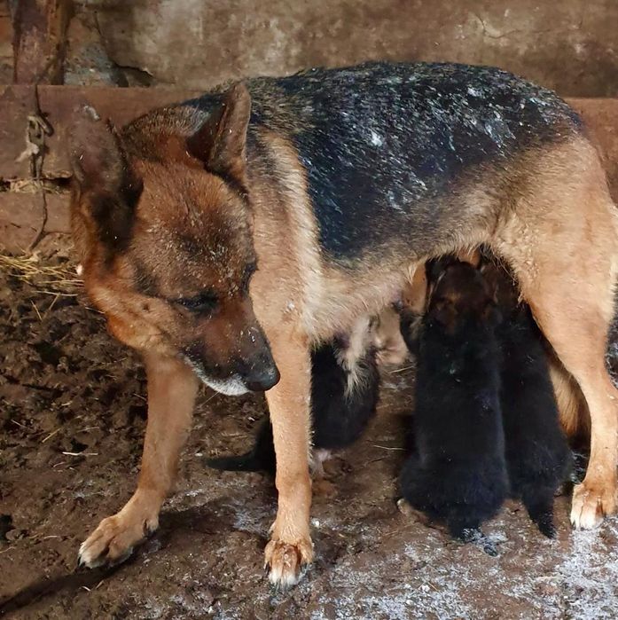 Щенки немецкой овчарки