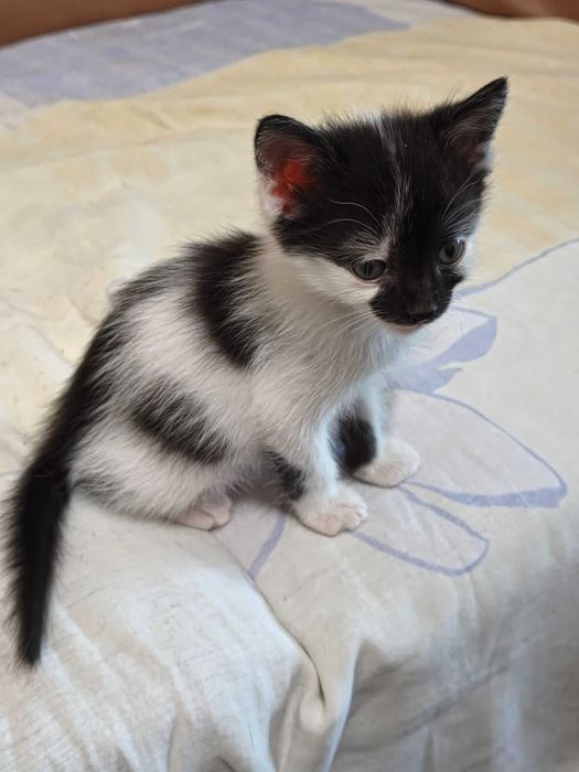 Мъжко котенце си търси дом