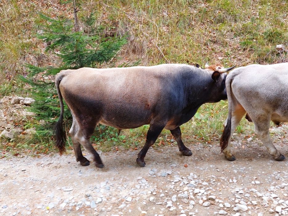 Продавам крави и бикове