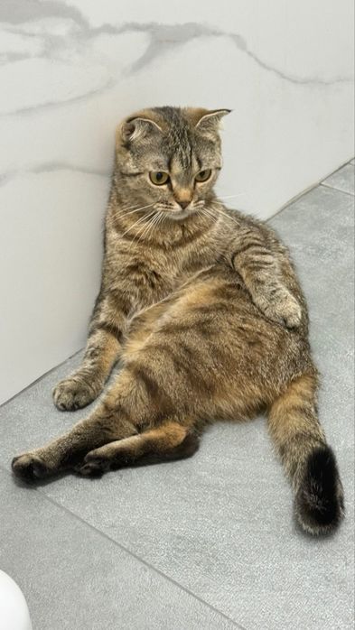 Отдам кошку в добрые руки