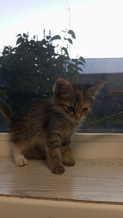 Отдам кошечку в добрые руки