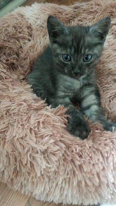 Отдам котят. Бесплатно