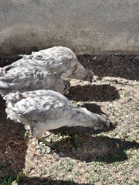 Familie British Ameraucana