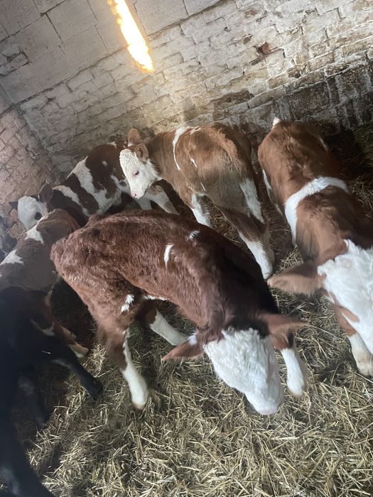 Vitei baltati de vanzare