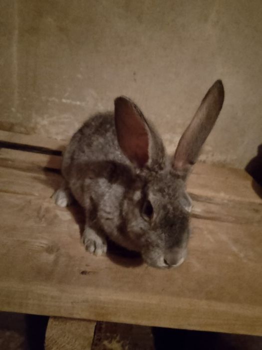 Кролики , порода барашки