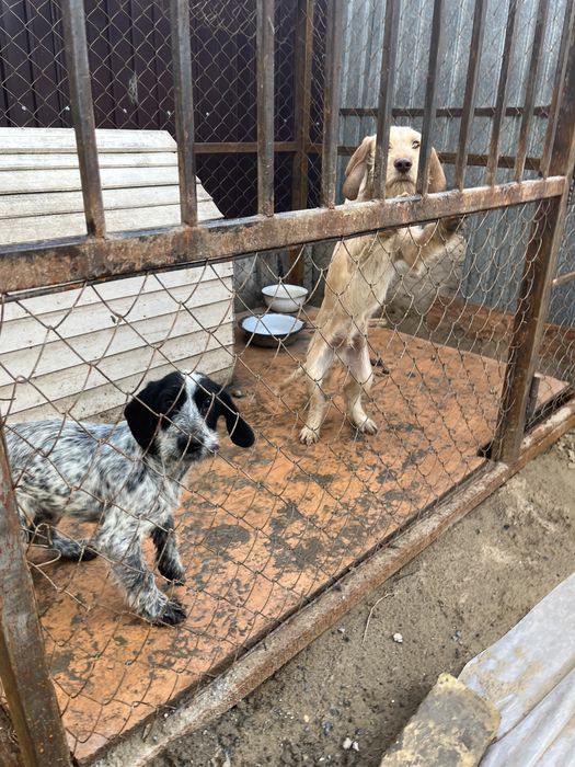 Продается щенки Немецкий дратхар