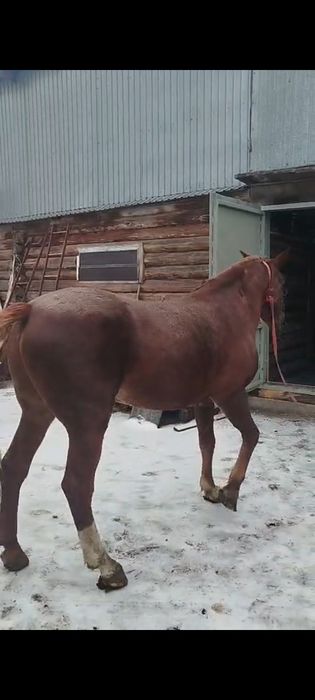 Продам жеребца 6 лет.