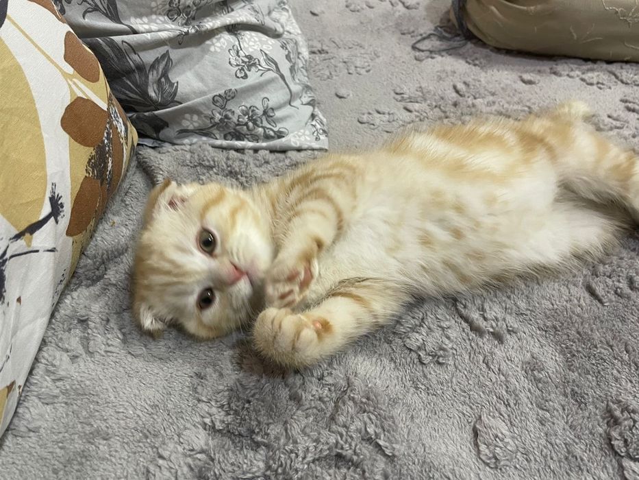 Британские короткошерстные  котята