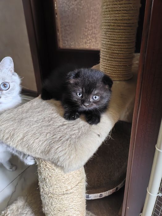 Шотландски клепоухи котета