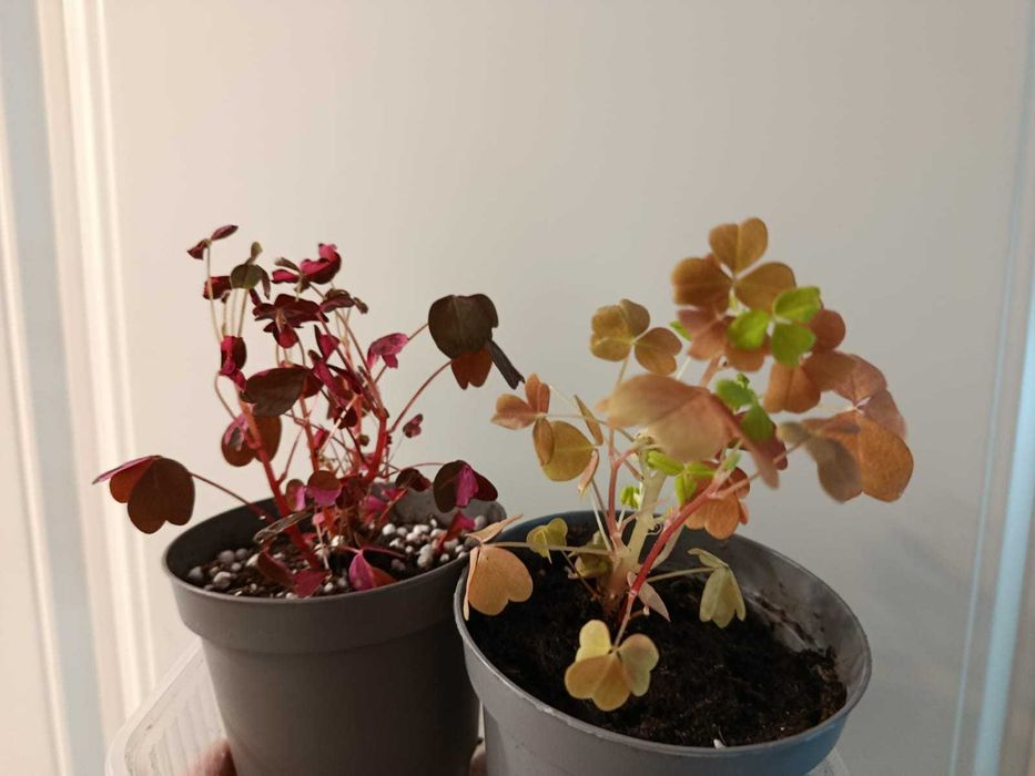 Разные комнатные цветы