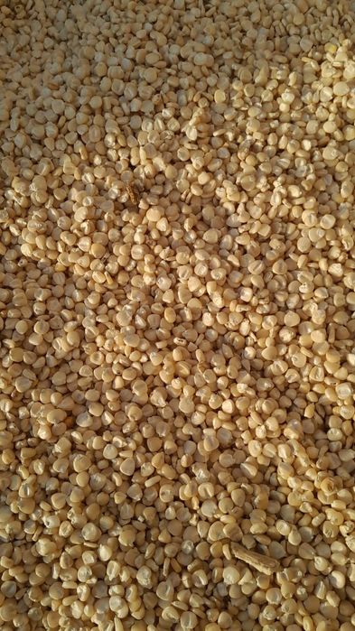 Ақ жүгері Көжеге