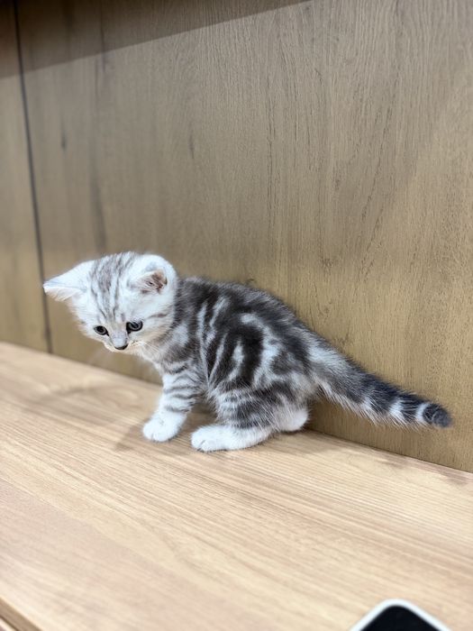 Продам котенка шотландца