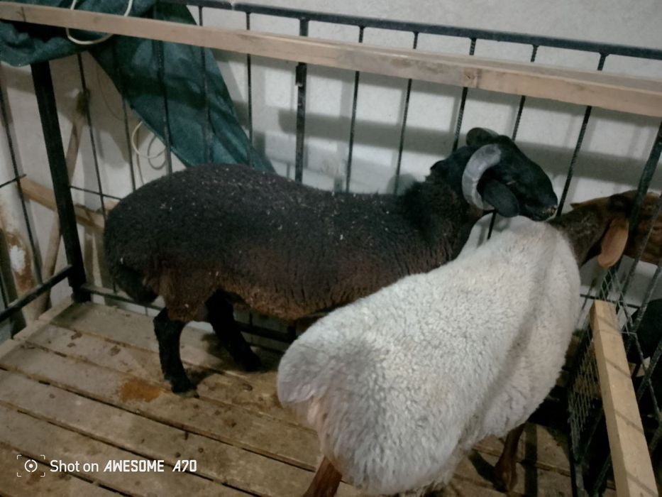 Quzi quchqorlar sotiladi