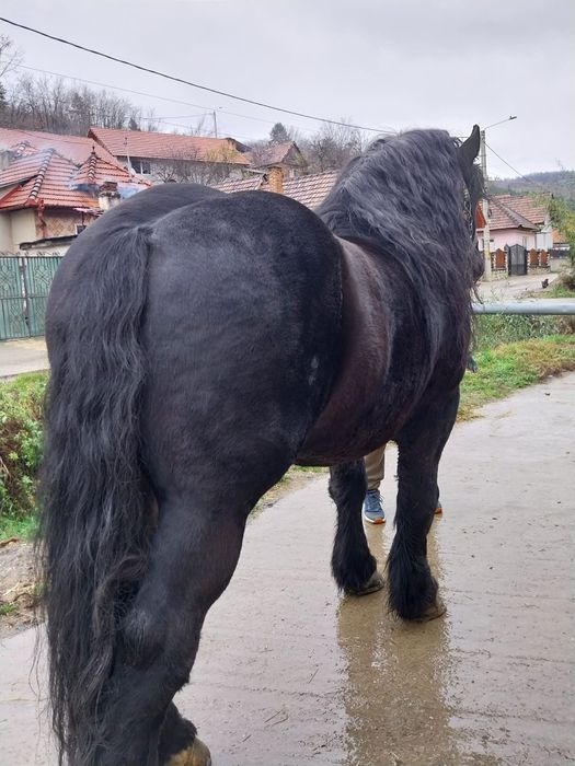 Armasar de monta ardenez