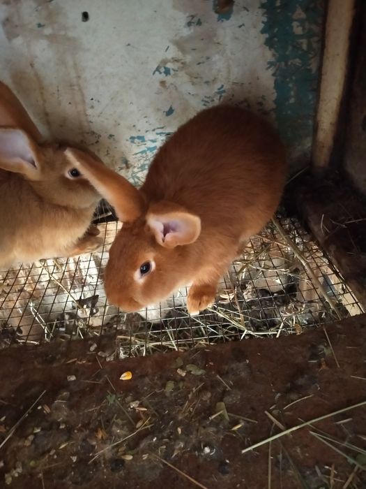 Продаются кролики породы Бургундцы!