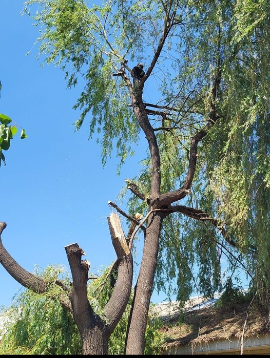 Профессиональный спил деревьев