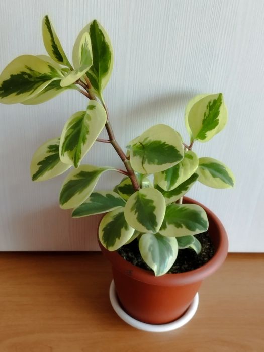 Продам комнатные растения