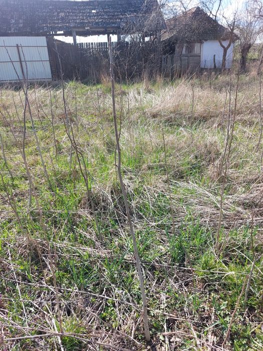 Pom de nuc, vârsta aproximativ 2-3 ani