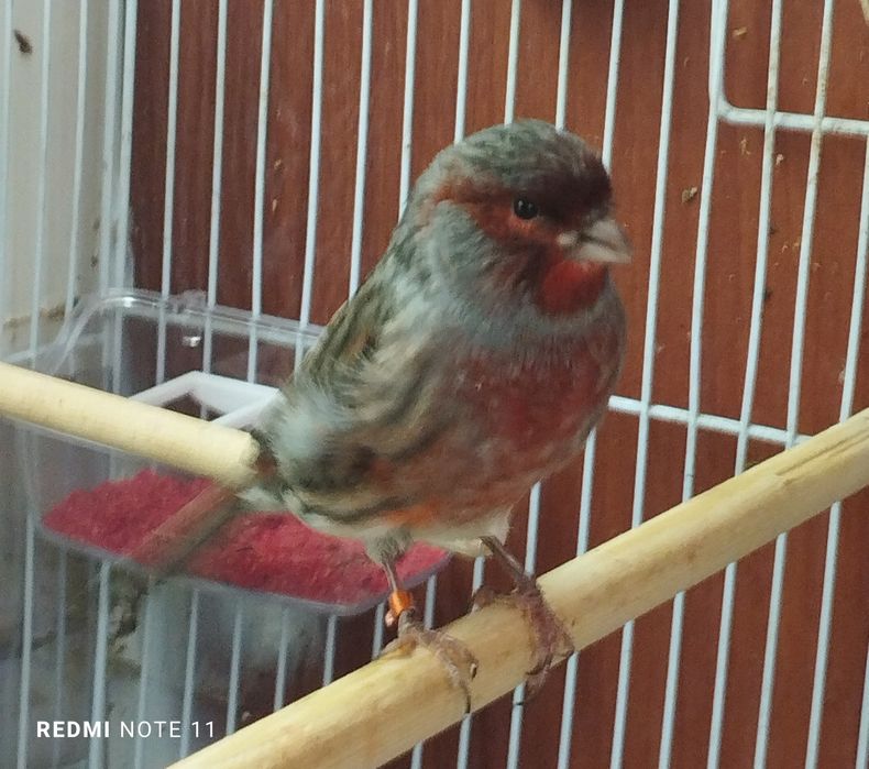 Канарейка. Нарла. 1 еш. Ярийй