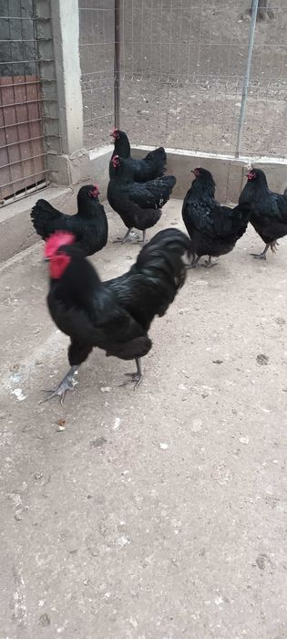 Vand oua de australorp negru