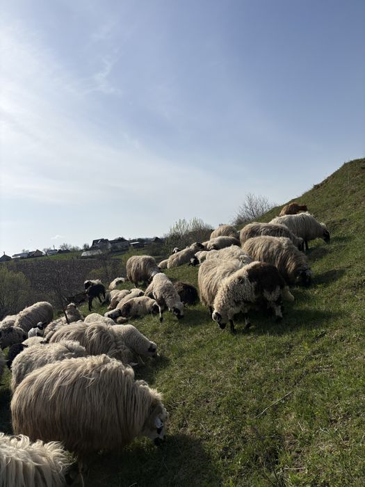 Vand berbecuti si mielute
