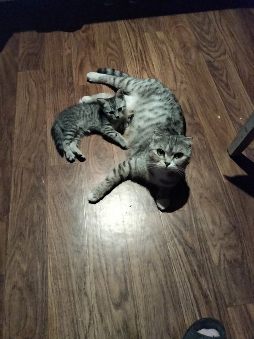 Скоттиш Страйт котенок
