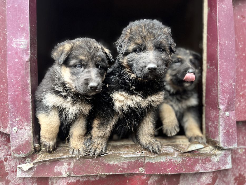 щенки немецкой овчарки продам