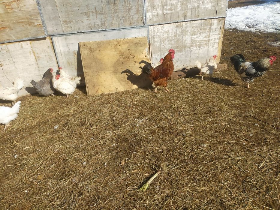 Продам  петухов ...