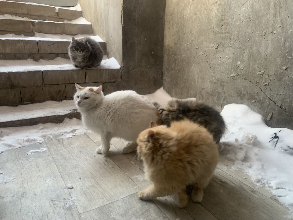 Одам кошек добрые руки.