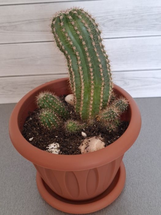 Кактусы разные, цена за каждый