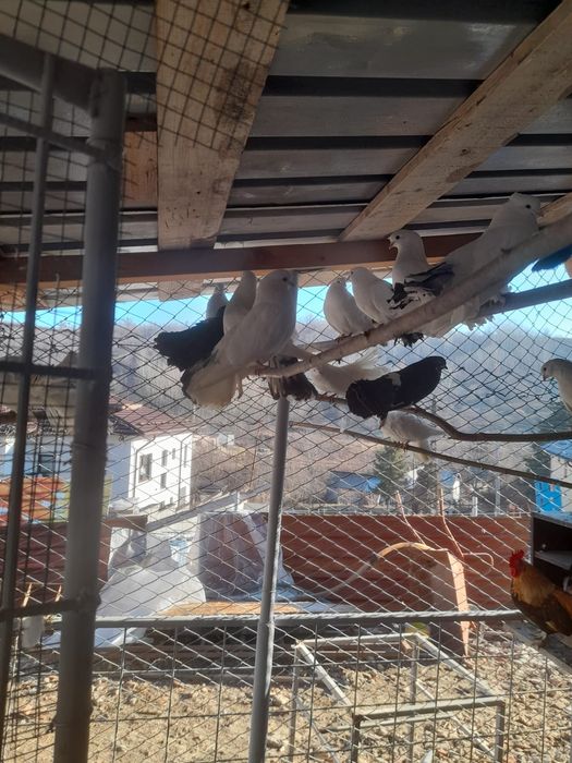 Porumbei curcănași pereche