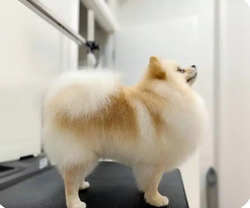 Стрижка кошек и собак