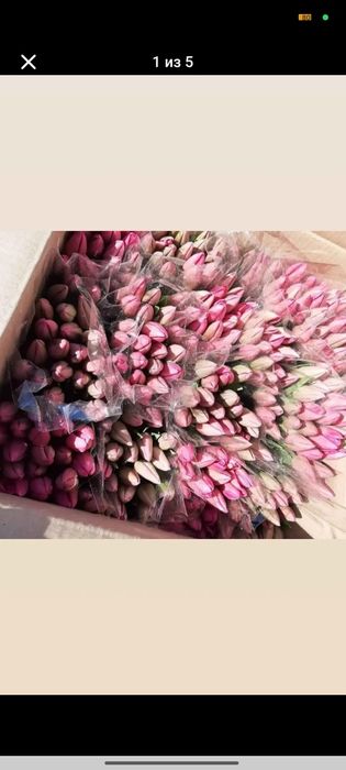 Заказы на цветы тюльпаны