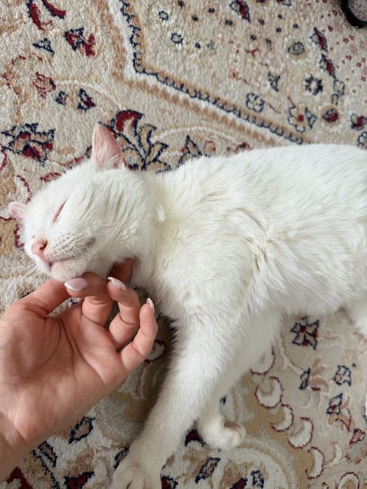 Кошка турецкий ван