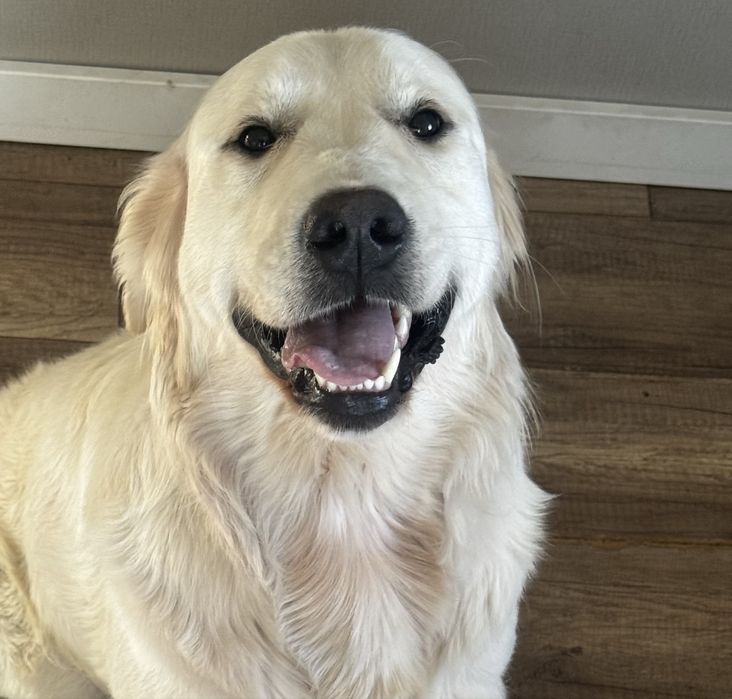 Молодой песик ретривер ищет хозяина