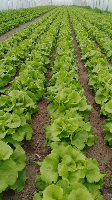 Legumele din sere bio salata si alte legume