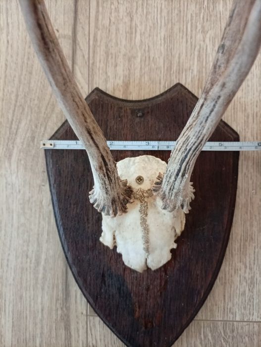 Decorațiune de perete
