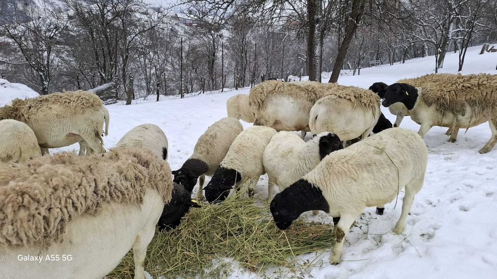 Miei Dorper :berbecuti si mielute