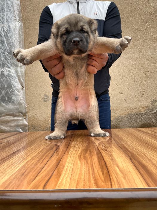 Щенок Турецкого Кангала ( чистокровный )