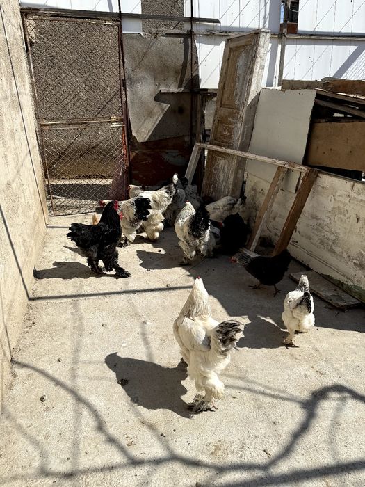 Брамо Товук ва Хорозлар Тоза парода