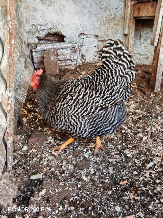 Разплодни яйца от Амрок