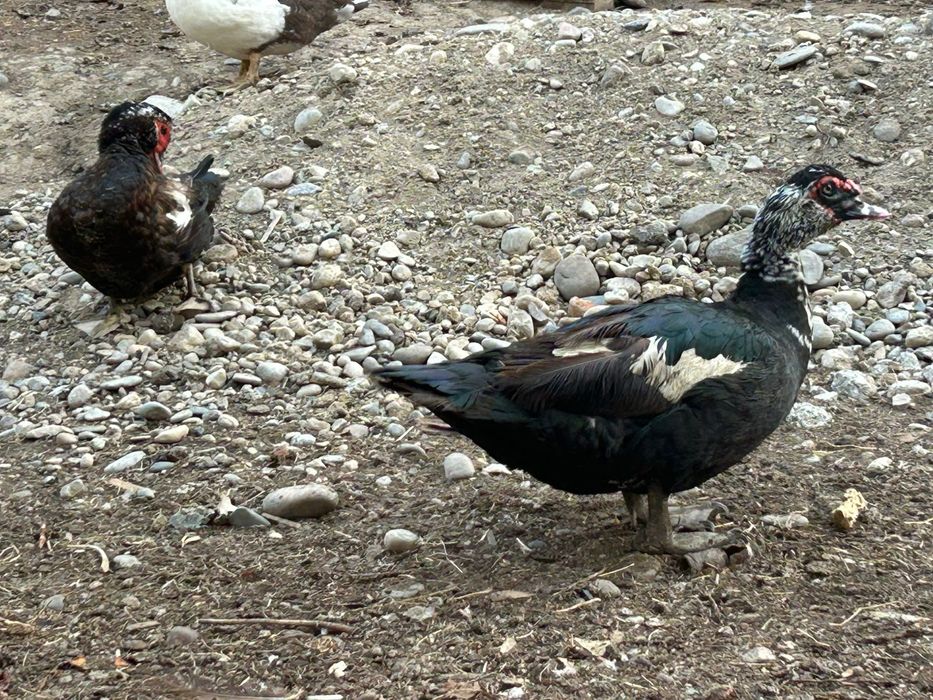 Продам шипунов индоуток