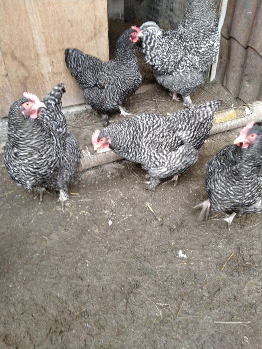 И Я мехеленской кукушки