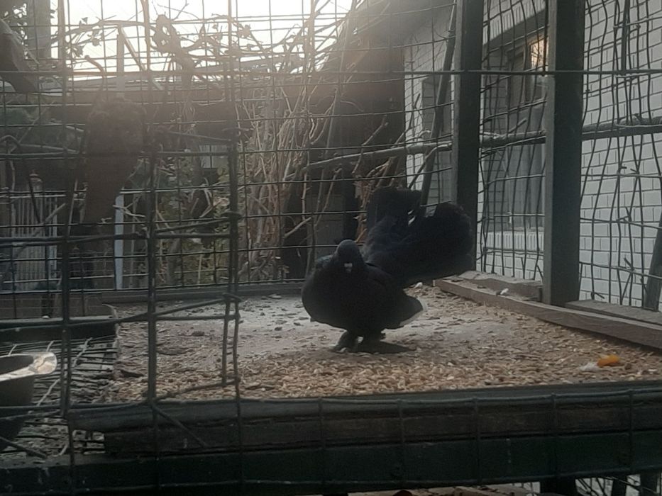 Голуби с лохмами