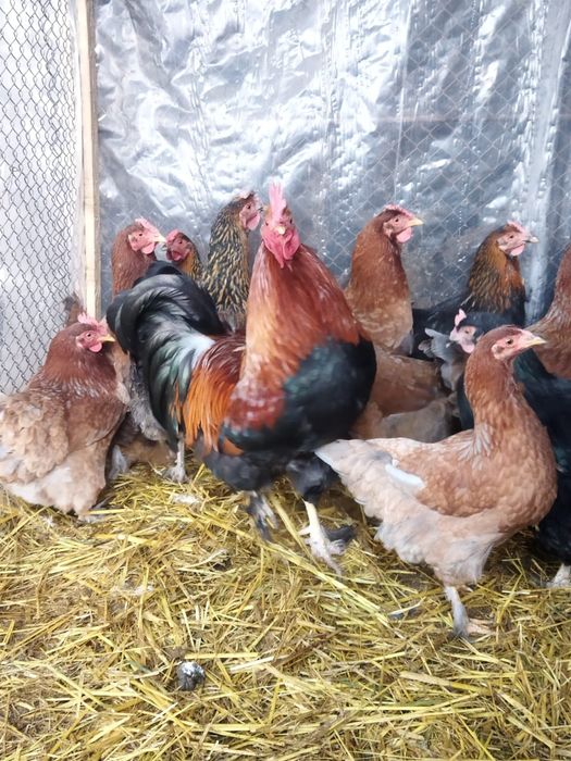 Продам куры домашние