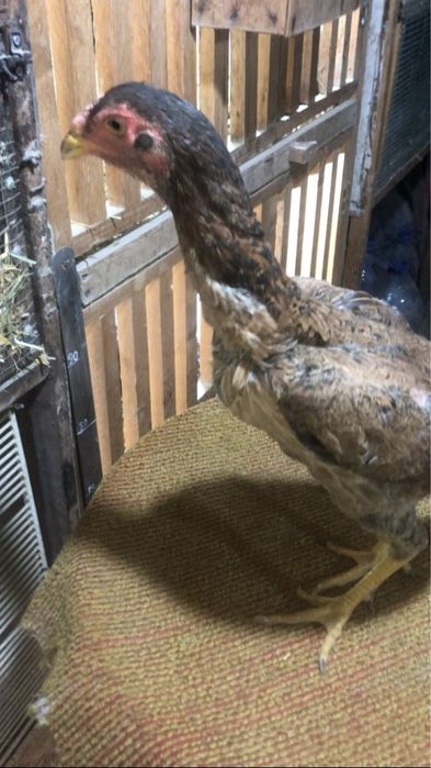 Бедана пар япон зот мокионлар сотилади