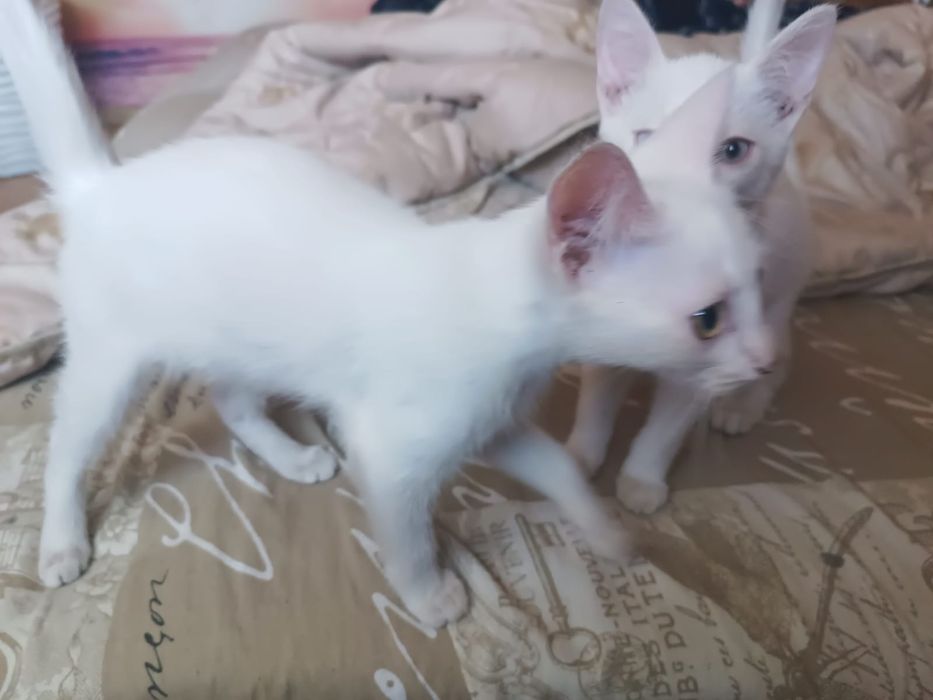 Подарю котят в добрые руки