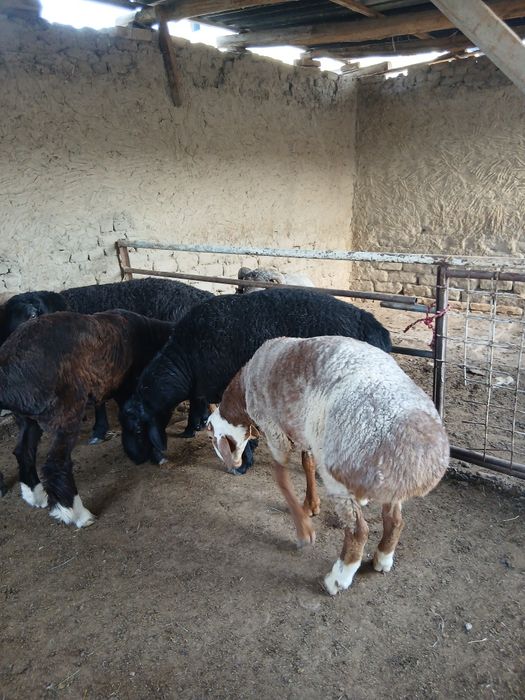 Qo'chqorlar sotiladi. Suyib ham beriladi. Navoiy